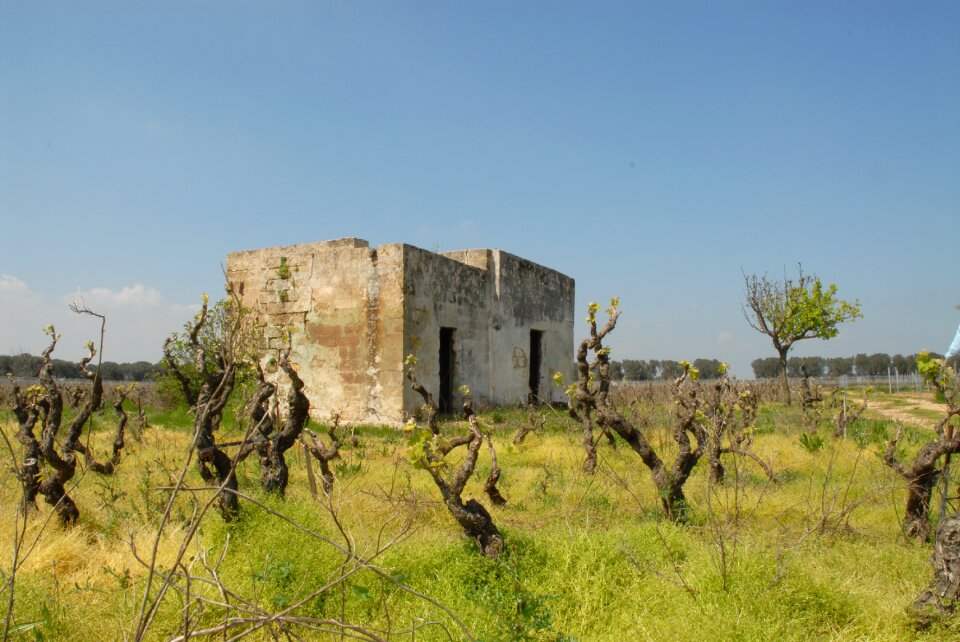 Screw vine rural house