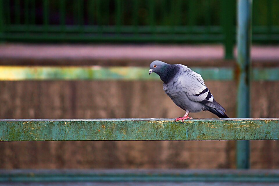 Industry city pigeon port