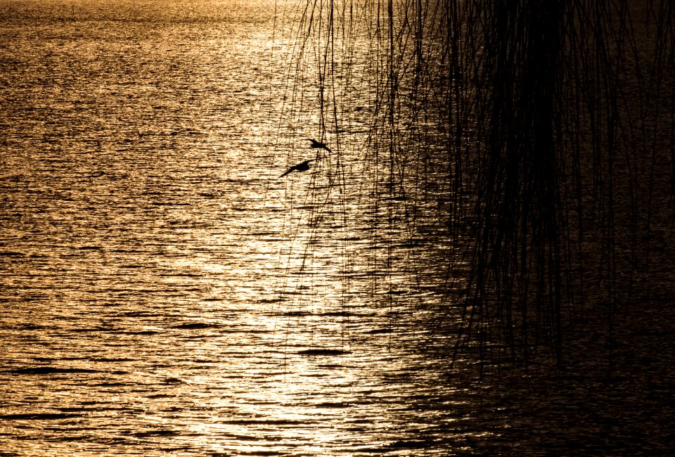Mood water tree