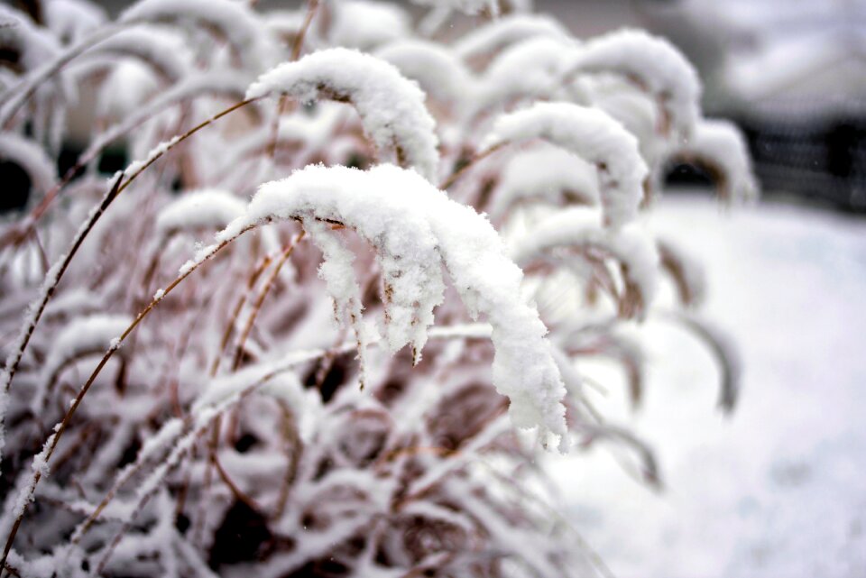 Snowy grasses nature