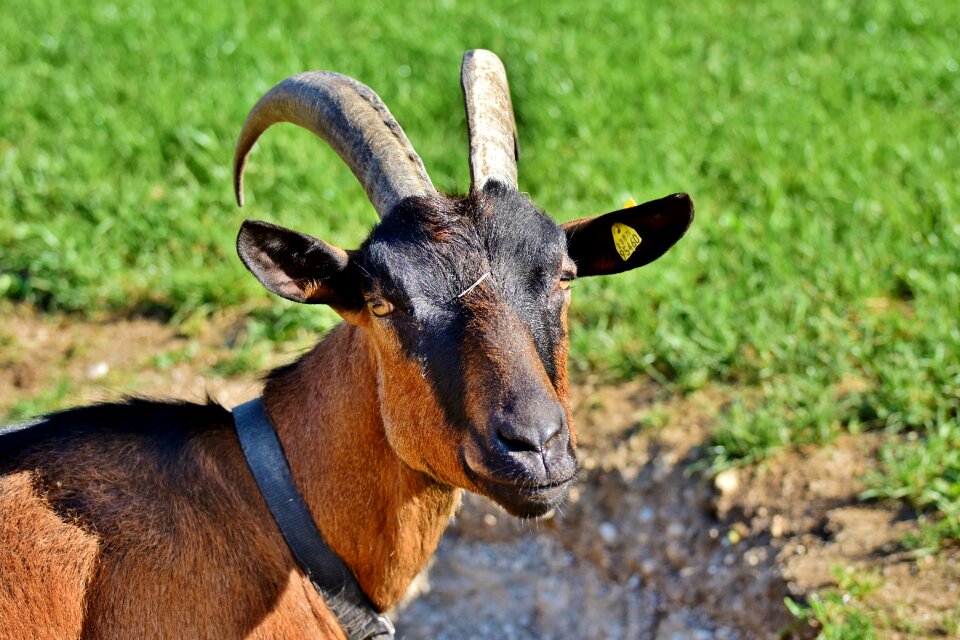 Bock livestock domestic goat