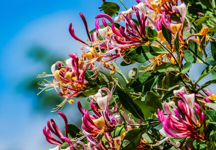 Creeper hanging flower beauty