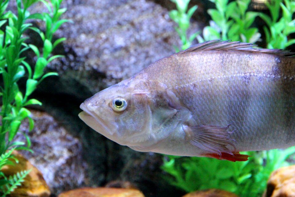 Underwater water aquarium