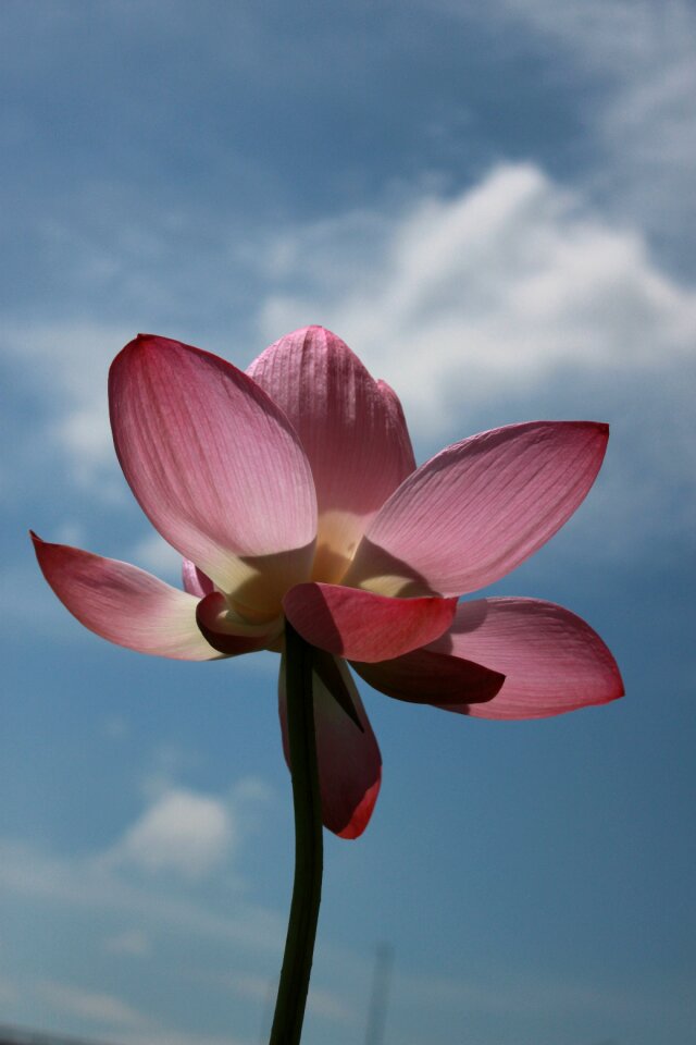 Flowers water lilies plants