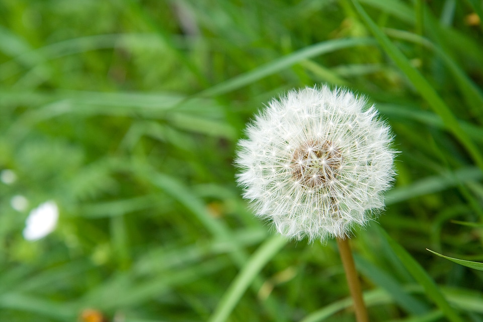 Dandelion flower past