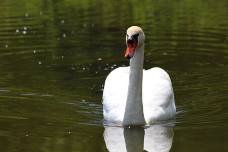 Bird animal water photo