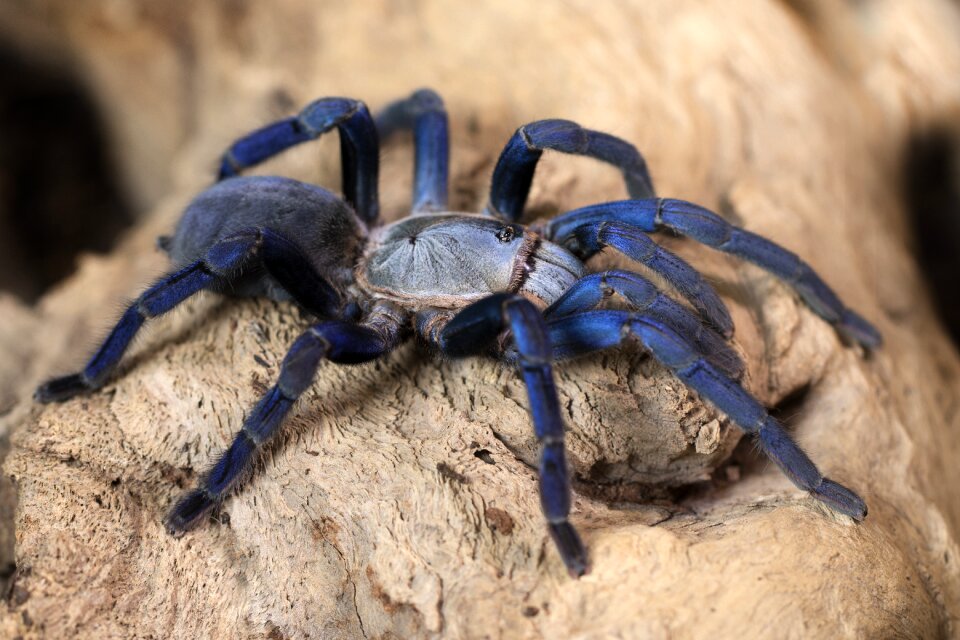 Arachnid hairy phobia