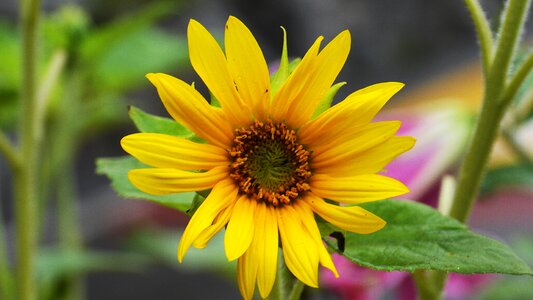 Plants floral wildflower