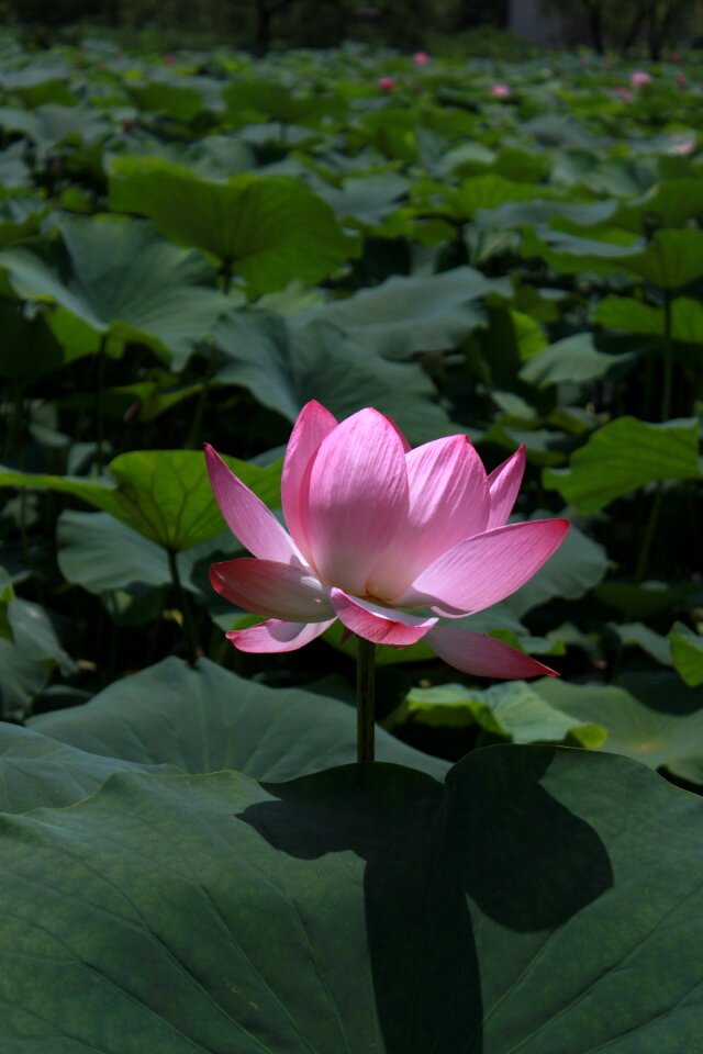 Flowers water lilies plants