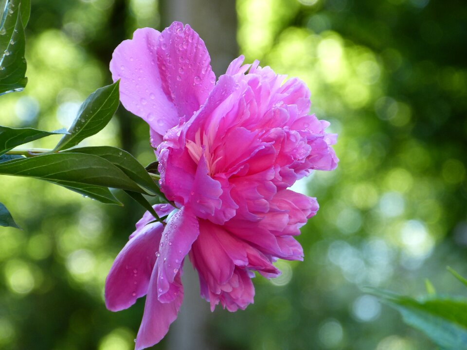 Fragrance pink flower