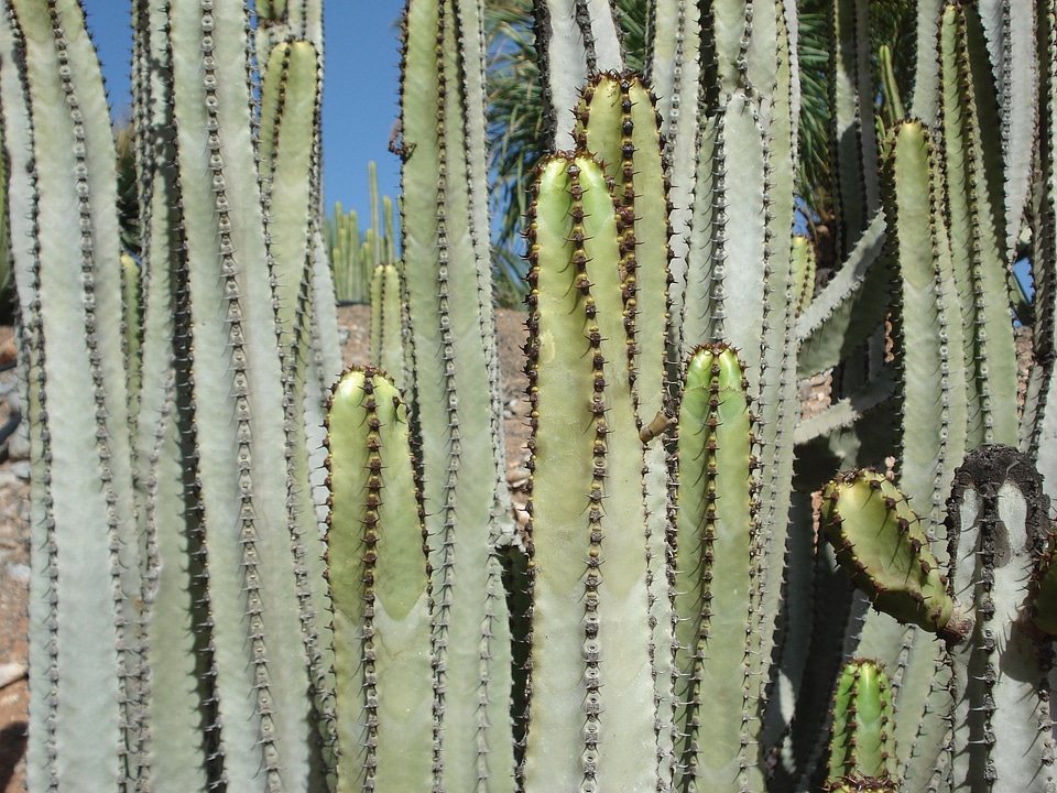 Cactus plant arizona