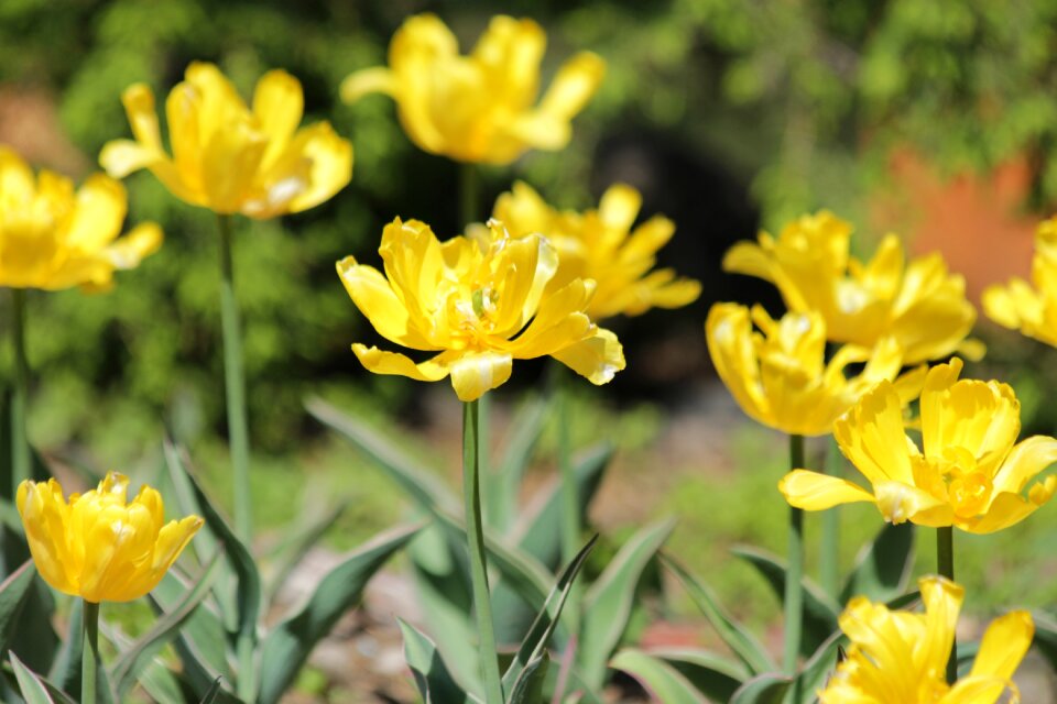 Spring beauty nature