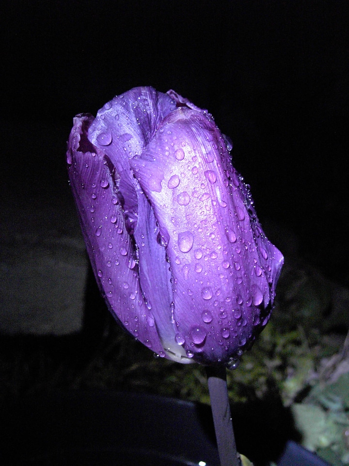 Flowers blue tulips