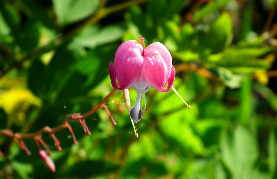 Garden spring nature