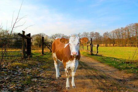 Beef agriculture livestock photo