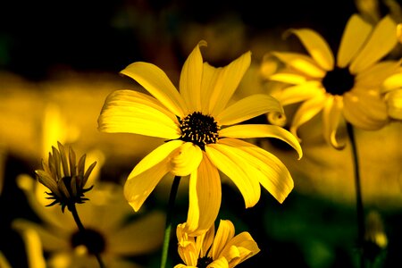 Yellow macro nature photo