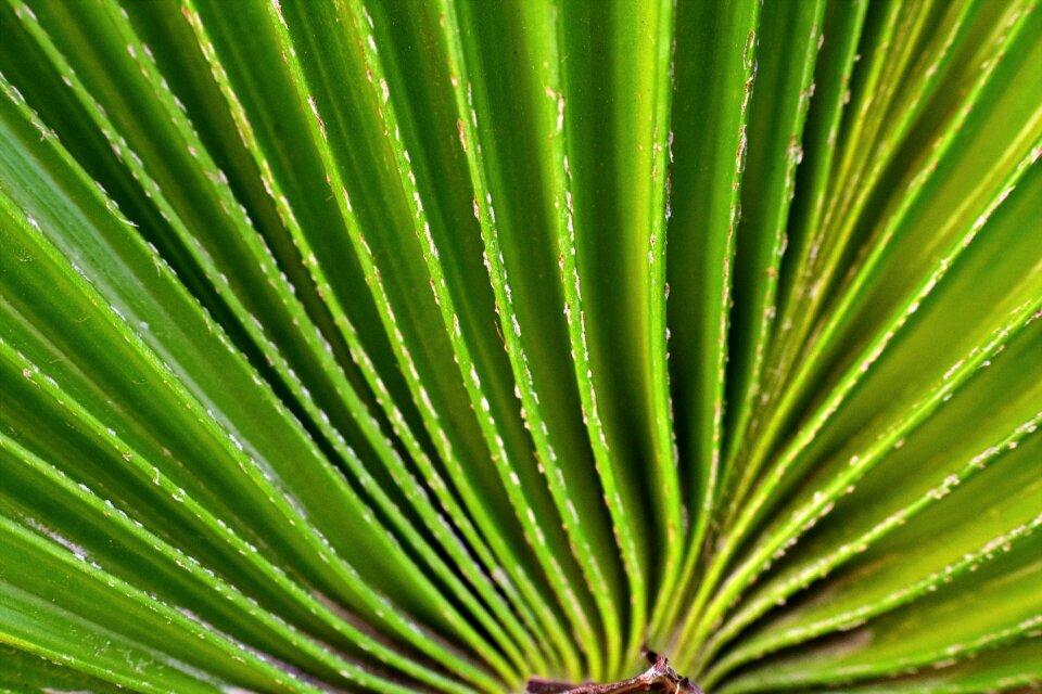 Plant drum leaf palm leaf