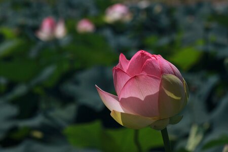 Flowers water lilies plants