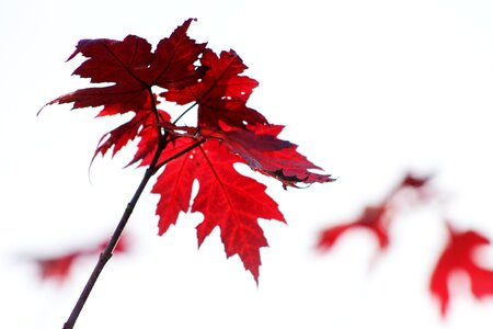 Red fall foliage photo