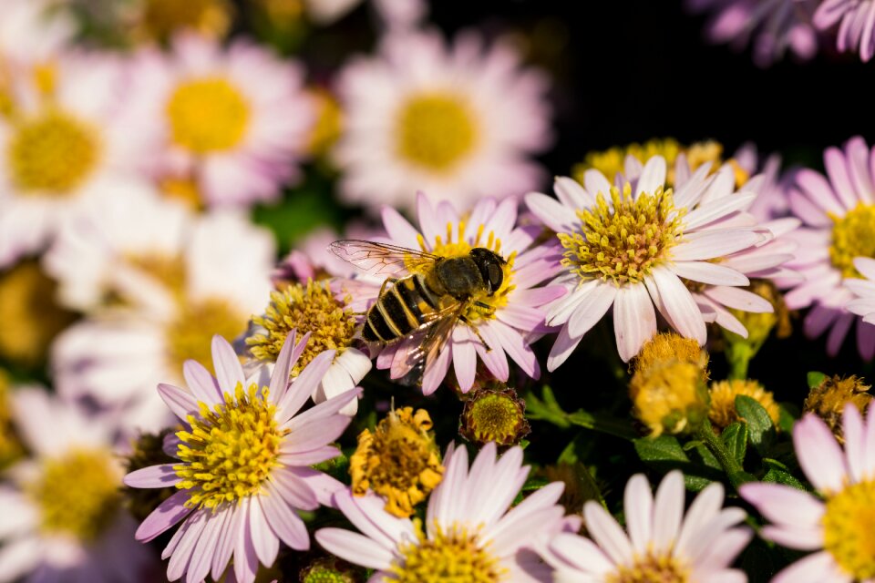 Macro garden insects