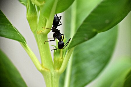Garden ant insect lasius niger