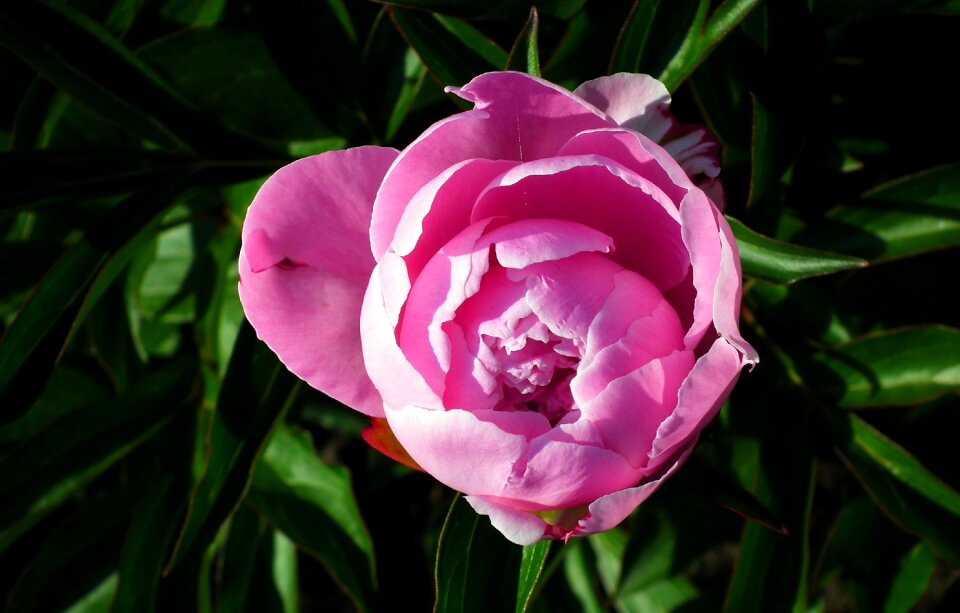 Spring nature petal