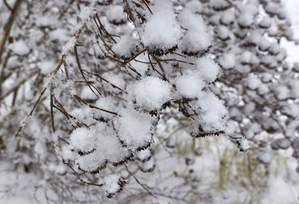 Winter cold nature