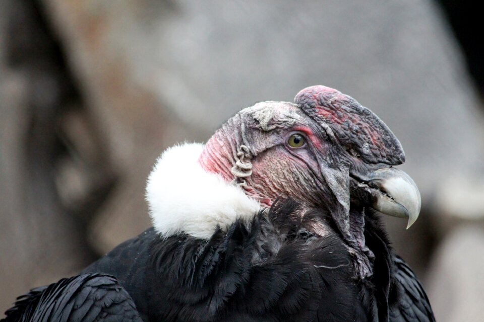Bird vultur gryphus the andean condor