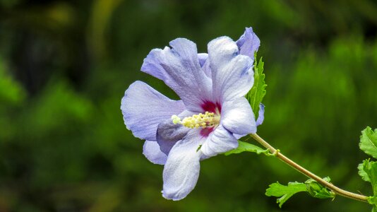 Hibiscus petal garden