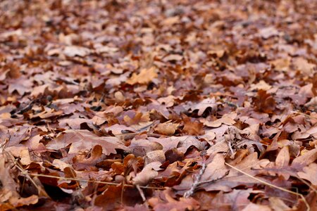True leaves ground earth