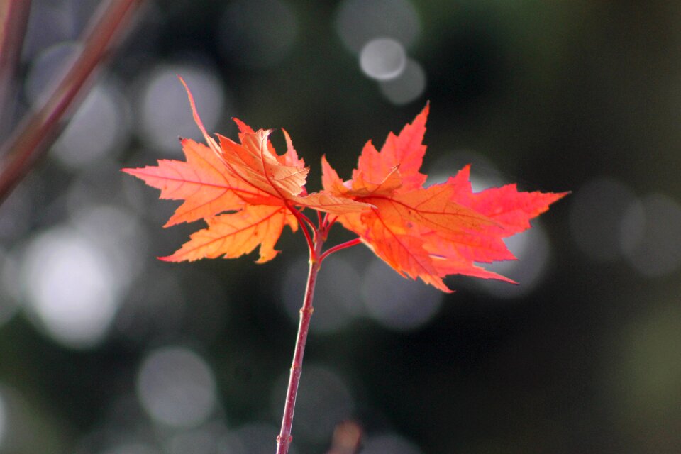 Orange yellow fall