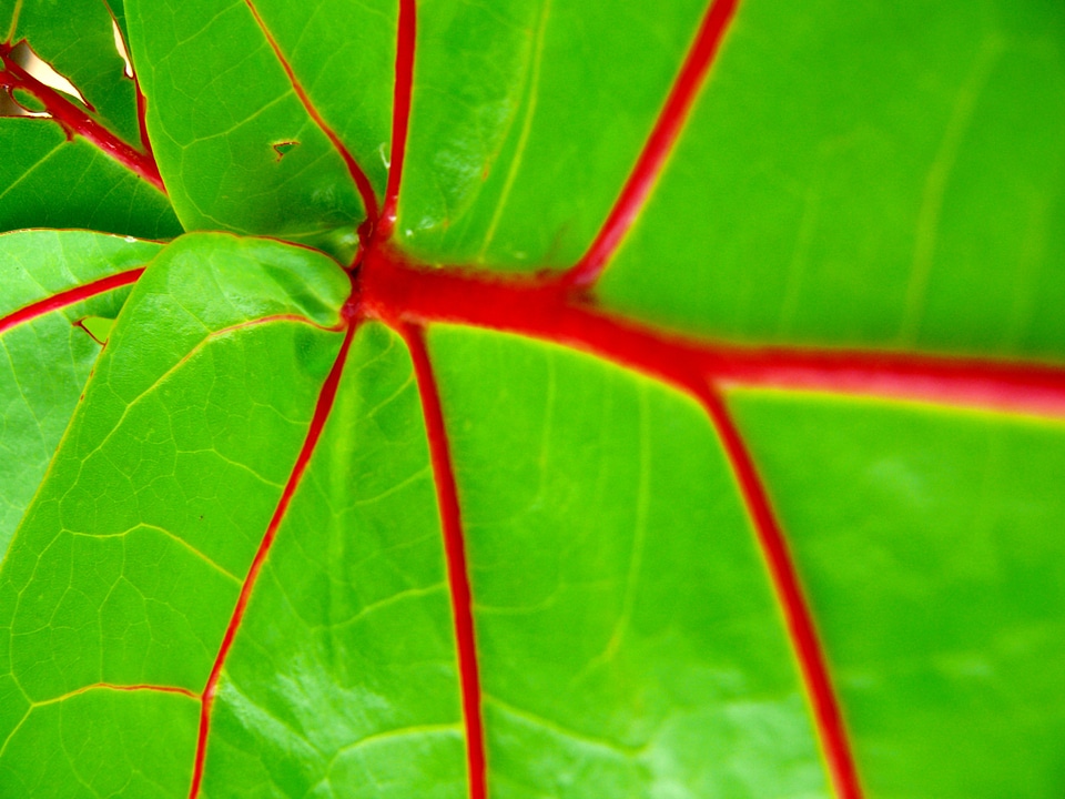 Leaf exotic flora