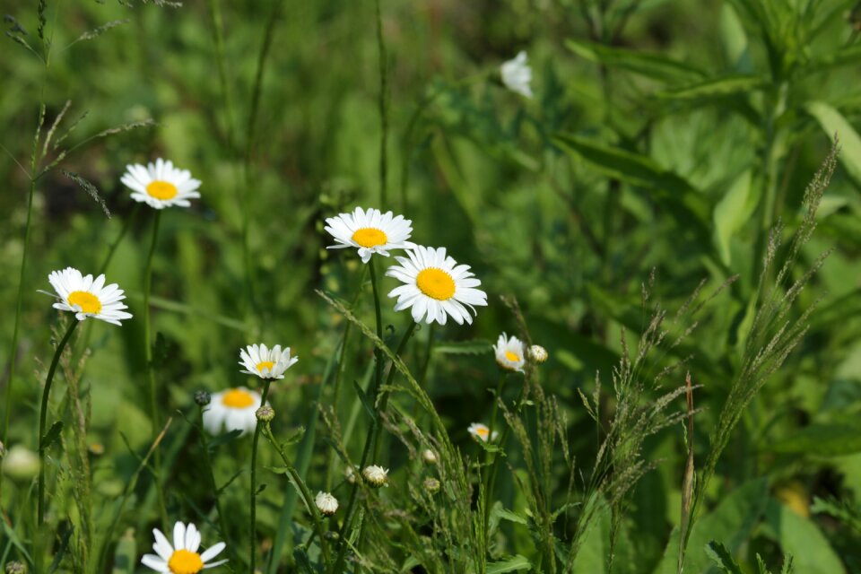 Plants summer flowers of the field