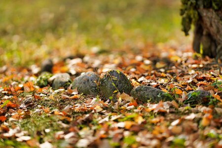 Leaf nature outdoors