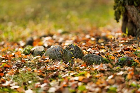 Leaf nature outdoors photo