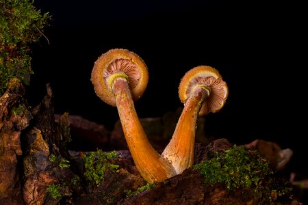 Armillaria mellea disc fungus forest mushroom