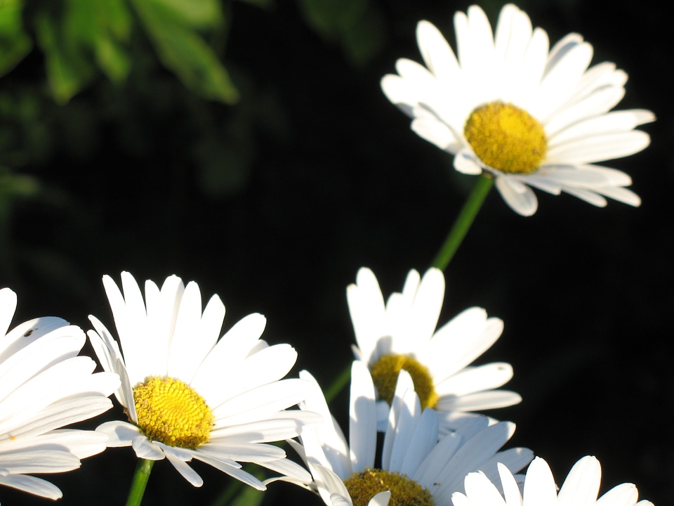 Flower flora flowers