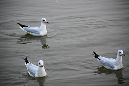Nature seagull gulls photo