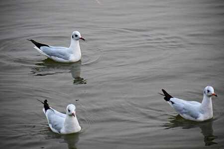 Nature seagull gulls