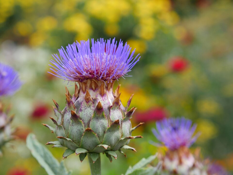 Close up summer bloom