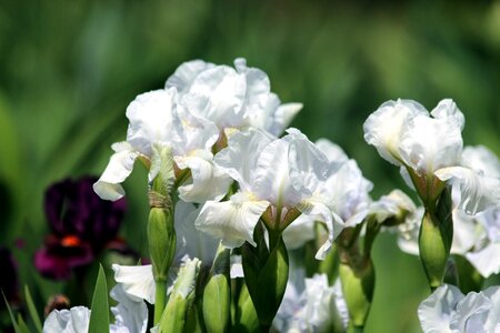 White flowers bearded irises handsomely