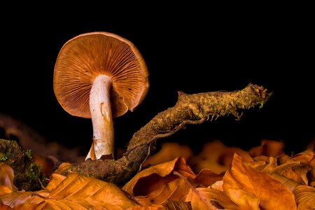 Mushroom disc fungus forest mushroom