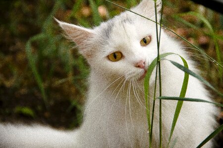Closeup animals pet