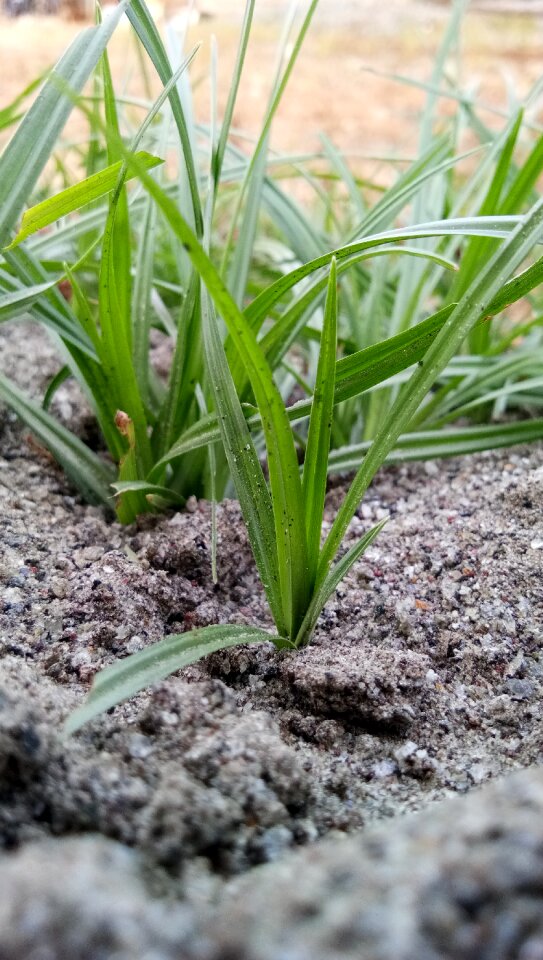 Leaf soil nature