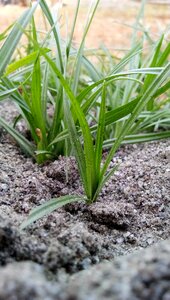 Leaf soil nature