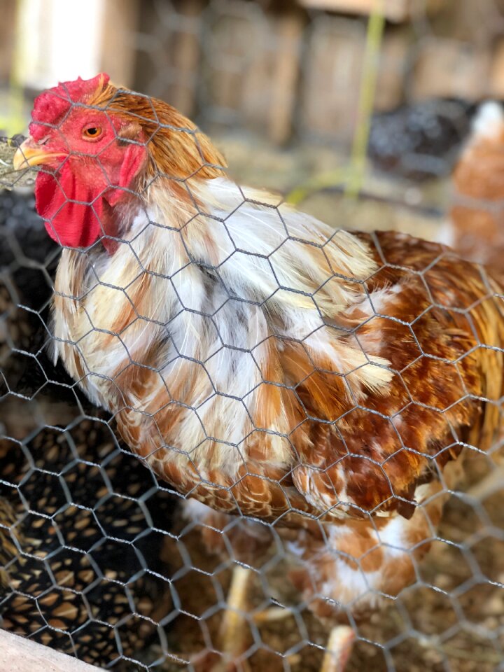 Poultry bird animal