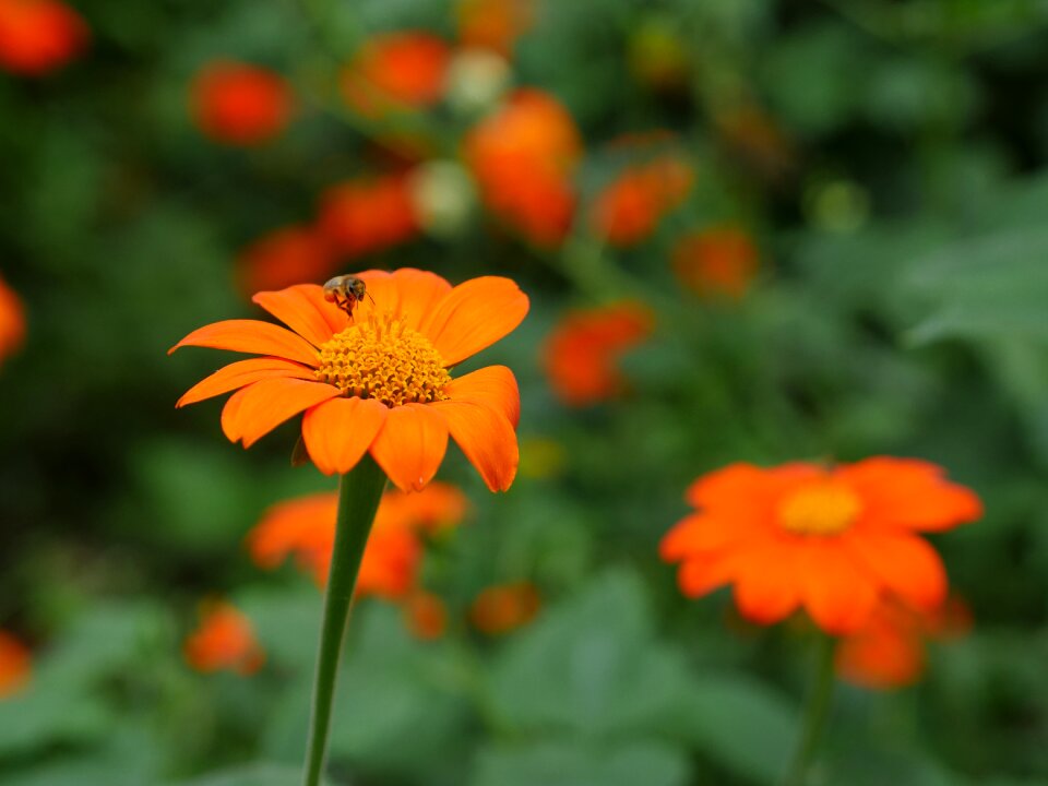 Garden flower garden close up