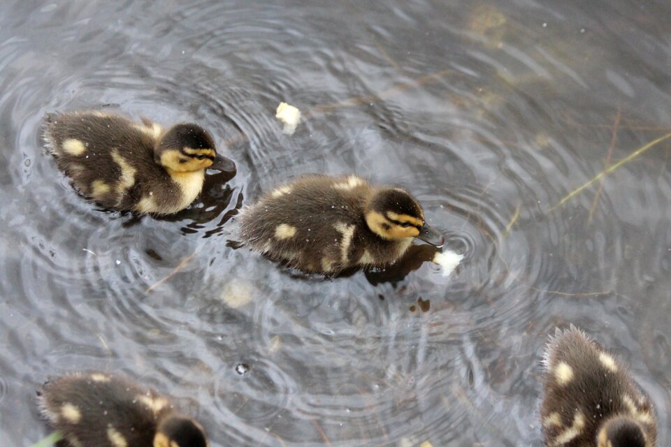 Young mallard living nature