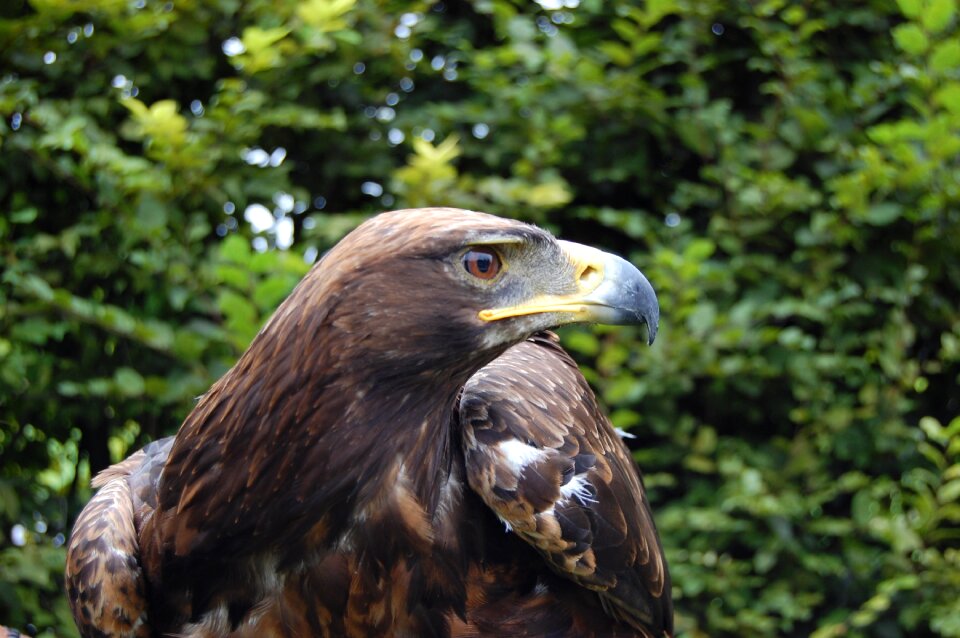 Predator animal bird