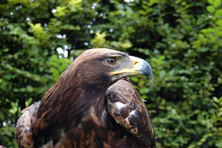 Predator animal bird